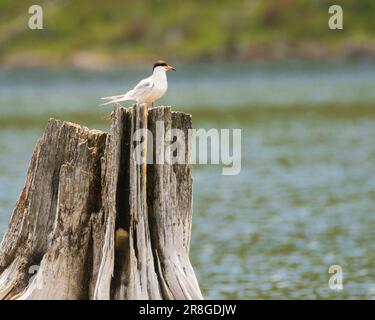 Der Forster's Tern (Sterna forhei) auf einem Baumstumpf in Blue Lake – Lassen County California, USA. Stockfoto