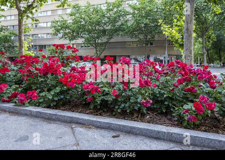 Eine Pflanze aus roten Blumen im Erdgeschoss auf einer Straße der Stadt Stockfoto