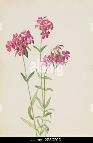 Haarige Phlox (Phlox Amoena) Ca. Anfang 1930er von Mary Vaux Walcott, geboren in Philadelphia, PA 1860-gestorben St. Andrews, New Brunswick, Kanada 1940 Stockfoto