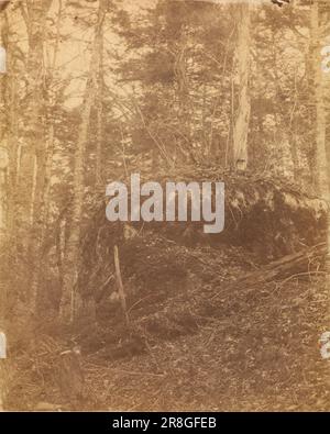 Unbenannt aus dem Portfolio The Forest: Adirondack Woods 1859 von William James Stillman, geboren in Schenectady, NY 1828, gestorben in Surrey, England 1901 Stockfoto