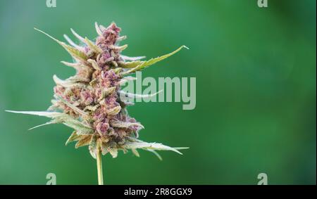 Nahaufnahme blühender Cannabispflanzengrüner Hintergrund Stockfoto