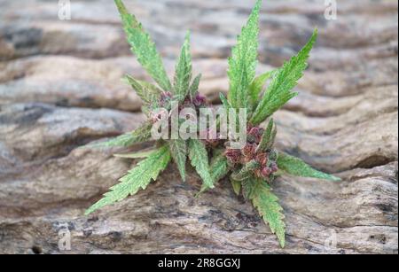 Nahaufnahme einer blühenden Cannabispflanze auf Holz Stockfoto