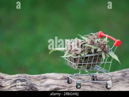 Nahaufnahme einer blühenden Cannabispflanze im Trolley Stockfoto