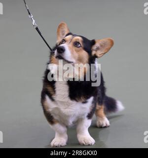 Ein Cardigan Bay Corgi auf der UK Vulnerable Native Breeds Show Stockfoto