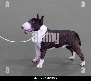 Ein Miniatur-Bull-Terrier auf der UK Vulnerable Breed Show Stockfoto