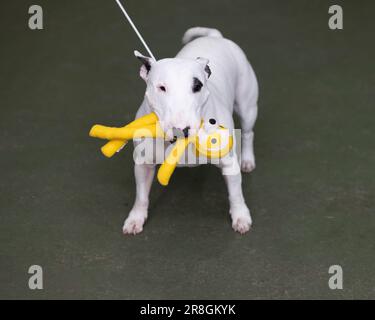 Ein Miniatur-Bull-Terrier auf der UK Vulnerable Breed Show Stockfoto