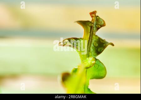 Detail der grünen Blätter von epiphyllum cactus, gebräuchlicher Name Kletterkakti, Orchideenkaktus oder Blattkaktus Stockfoto