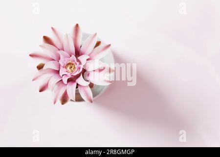 Schöne, leuchtend rosa Blume von gymnocalycium Kaktus in Vase, Stockfoto