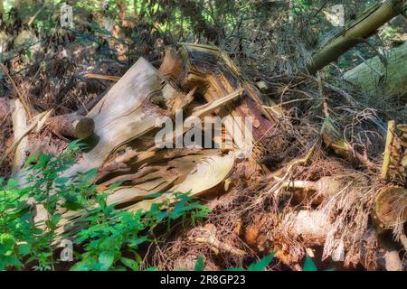 Ein großer Haufen geschnittener Äste ist im Vordergrund auf einem Haufen angeordnet Stockfoto