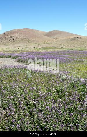 Lavendel, Wüste Gobi, Mongolei Stockfoto