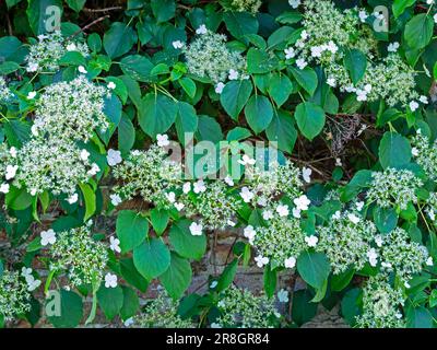 Kletterpflanze Hydrangea blüht in einem ummauerten Garten Stockfoto