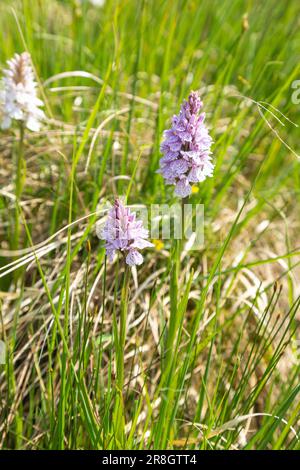 Die Heidenorchidee, auch bekannt als Moorland Spotted Orchid, ihr lateinisches Anhängsel, Maculata, bedeutet befleckt Stockfoto