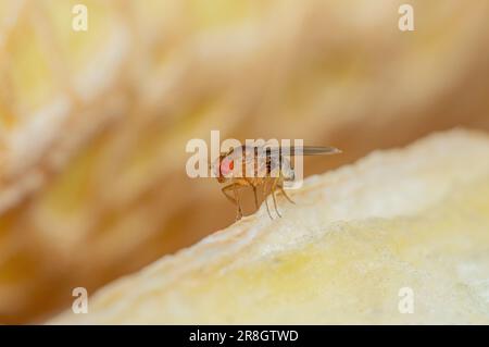 Tropical Fruit Fly Drosophila Diptera Parasit Insektenpest auf Gemüse Makro Stockfoto