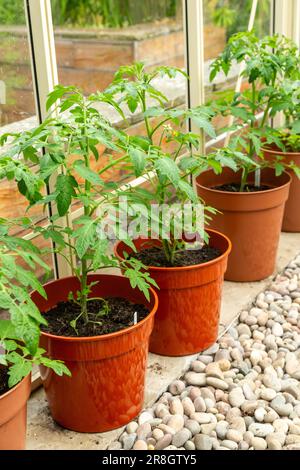 Tomatenpflanzen werden in braunen Kunststofftöpfen in einem Gewächshaus in Schottland angebaut Stockfoto