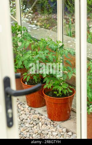 Tomatenpflanzen werden in braunen Kunststofftöpfen in einem Gewächshaus in Schottland angebaut Stockfoto