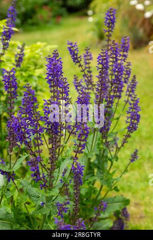 Salvia x Superba mit violetten Blumen im Juni, Schottland Stockfoto