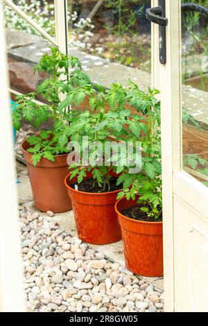 Tomatenpflanzen werden in braunen Kunststofftöpfen in einem Gewächshaus in Schottland angebaut Stockfoto