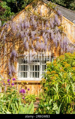 Nahaufnahme von lila Glyzinien Blüten im Garten Stockfoto