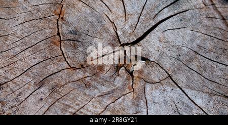 Alte Holzbaummoberfläche. Detaillierte Nahaufnahme von warmem Dunkelbraun und Rissen eines gefällten Baumstamms oder Stumpfs. Stockfoto