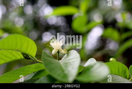 Guavenblume im Garten aus der Nähe. Selektiver Fokus. Guavenblüten, die blühten. Stockfoto