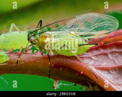 Blattkolonie aus der Nähe. Greenfly oder Green Aphid Garten Parasiten Insektenpest Makro auf grünem Hintergrund Stockfoto