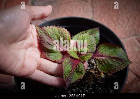 Coleus blumei Plectranthus scutellarioides. Name der Pflanzensorte Perilla Mogilla. Coleus verlässt die Hand, Nahaufnahme. Stockfoto