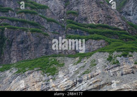 Grüne Flora auf mehreren Regalen an der Felswand in Endicott Arm, Alaska Stockfoto