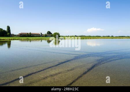 Italien. Lomellina. Barbavara. Reisfelder Stockfoto