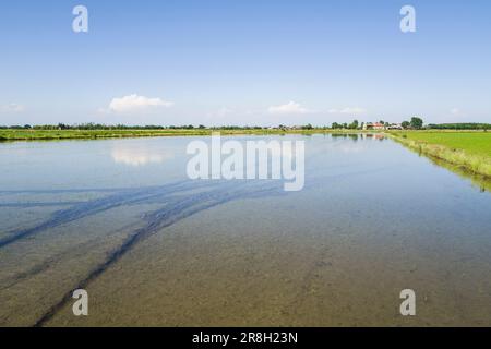 Italien. Lomellina. Barbavara. Reisfelder Stockfoto