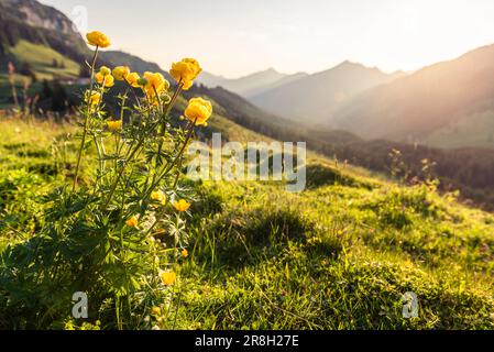 Gelb blühende Trollblumen auf einer grünen Bergwiese in den Tiroler Alpen im Hintergrund der Sonne bei Sonnenuntergang im Frühling, Österreich Stockfoto