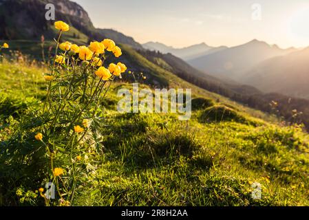 Gelb blühende Trollblumen auf einer grünen Bergwiese in den Tiroler Alpen im Hintergrund der Sonne bei Sonnenuntergang im Frühling, Österreich Stockfoto