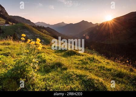 Gelb blühende Trollblumen auf einer grünen Bergwiese in den Tiroler Alpen im Hintergrund der Sonne bei Sonnenuntergang im Frühling, Österreich Stockfoto