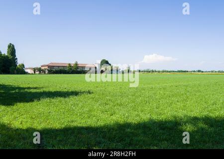 Italien. Lomellina. Barbavara. Reisfelder Stockfoto