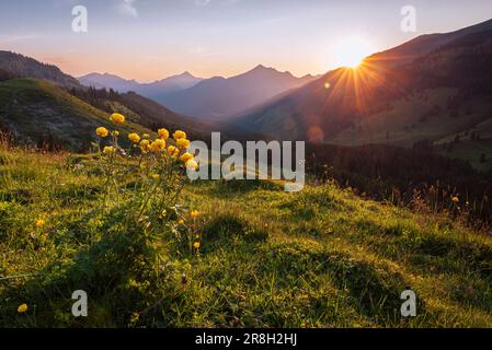 Gelb blühende Trollblumen auf einer grünen Bergwiese in den Tiroler Alpen im Hintergrund der Sonne bei Sonnenuntergang im Frühling, Österreich Stockfoto