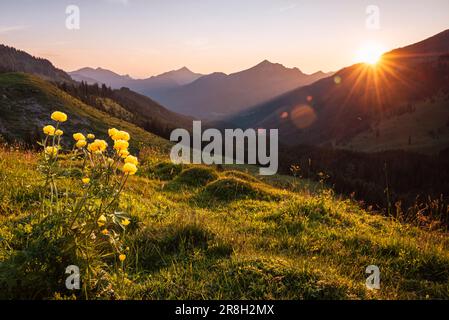 Gelb blühende Trollblumen auf einer grünen Bergwiese in den Tiroler Alpen im Hintergrund der Sonne bei Sonnenuntergang im Frühling, Österreich Stockfoto