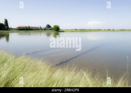 Italien. Lomellina. Barbavara. Reisfelder Stockfoto