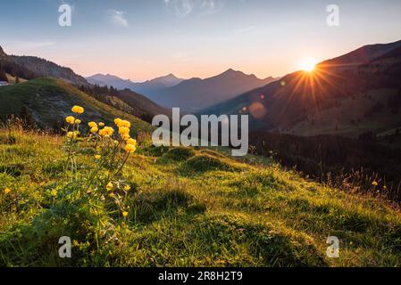 Gelb blühende Trollblumen auf einer grünen Bergwiese in den Tiroler Alpen im Hintergrund der Sonne bei Sonnenuntergang im Frühling, Österreich Stockfoto