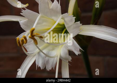 Spider Lily Nahaufnahme Stockfoto