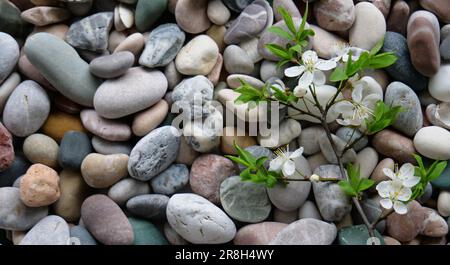 Zweig mit weißen Kirschblüten und weichen Blättern auf Einem farbigen Hintergrund mit Steinstruktur Stockfoto