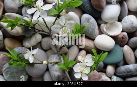 Nahaufnahme eines dünnen blühenden Kirschbaumzweigs auf Einem glatten Kiesel Stockfoto