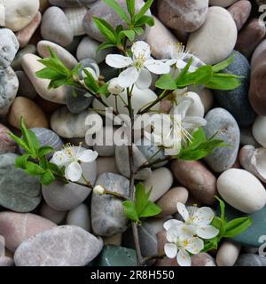 Baumzweig mit ersten Blättern und kleinen Blumen auf Einem runden Steinquadrat-Foto Stockfoto