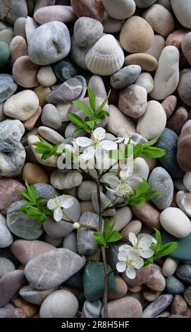 Vertikales Stockfoto von dünne zarte Perücke mit jungen grünen Blättern und kaum blühenden Blumen auf Einem Felsen Hintergrund Stockfoto