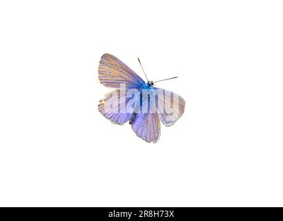 Lycaenidae-Schmetterling, isoliert auf Weiß Stockfoto