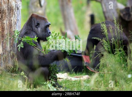 Der westliche Lowland Gorilla sitzt neben einem Baum und isst einen Ast voller saftiger grüner Blätter. Stockfoto