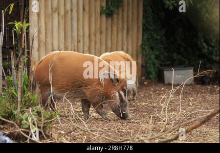 Rotes Flusshund (Potamochoerus porcus) Futtersuche auf trockenem Gras Stockfoto