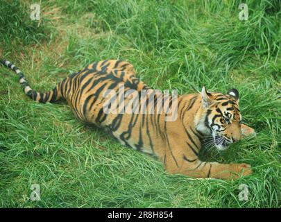 Sumatra Tiger Adolescent Cub liegt auf frischem, grünem Gras Stockfoto