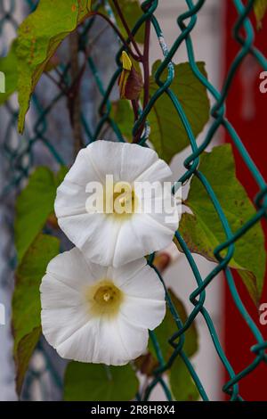 Abstraktes Detail einer blühenden Convolvulus-Pflanze, die mit einem Kettengliederzaun in Steveston, Kanada, verbunden ist Stockfoto