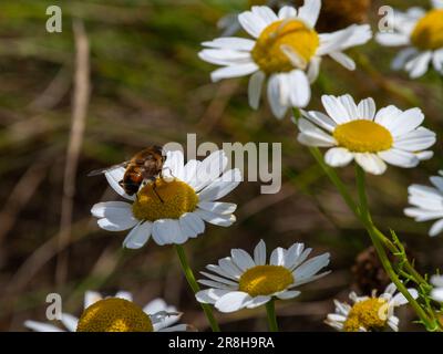 Fly sitzt an einem Sommertag auf einer weißen Gänseblümchen. Insekten auf einer Blütennahaufnahme. Hoverfliegen, auch als Blumenfliegen oder Syrphidfliegen bezeichnet, Insektenfamilie S. Stockfoto