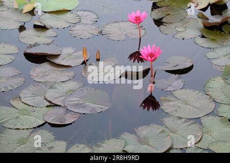 Eine Streuung rosa Lotusblüten auf einer Teichfläche, inmitten anderer Wasserpflanzen. Stockfoto