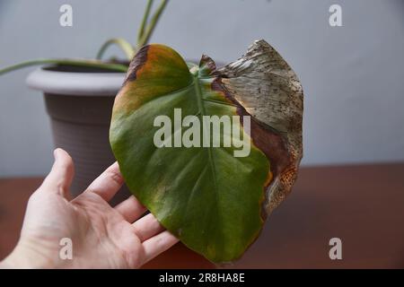 Darstellung des erkrankten Monsterablattes. Zimmerpflanzenkrankheiten. Stockfoto